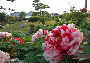 ぼたん