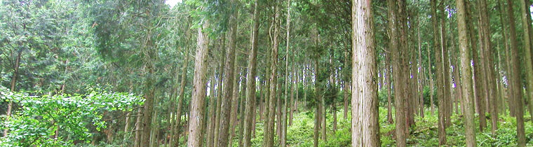 佐賀県の森林イメージ